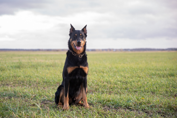 Beauceron